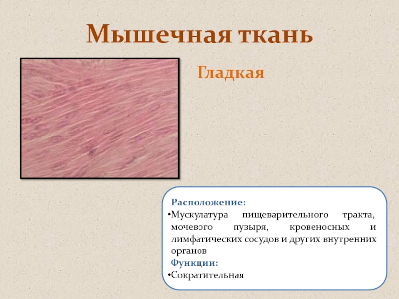 Гладкая мышечная ткань характеристика. Гладкая мышечная ткань строение и функции местоположение. Функции гладкой мышечной ткани в организме человека. Гладкая мышечная ткань строение местонахождение функции. Расположение гладкой мышечной ткани.