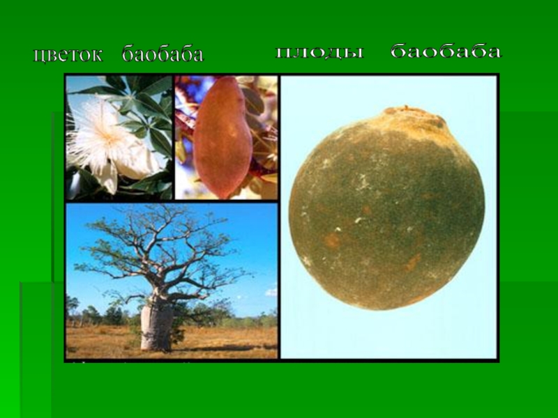 5 растений африки. Баобаб дерево плоды. Растения пустыни баобаб. Баобаб Африканский плоды. Презентация на тему баобаб.