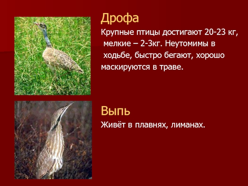 Дрофа  Крупные птицы достигают 20-23 кг,  мелкие – 2-3кг.