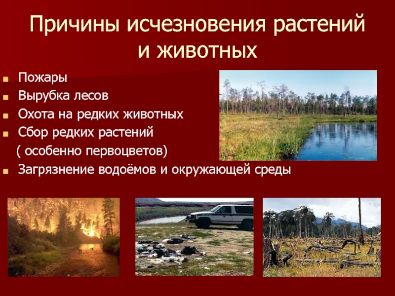 Причины исчезновения растений и животных Пожары Вырубка лесов Охота на редких животных