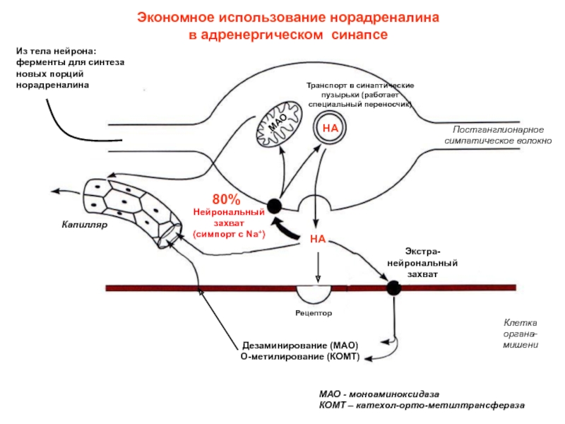 Норадреналин синапс. Адренергический синапс физиология. Схема функционирования адренергического синапса. Физиология адренергического синапса фармакология. Норадреналин Рецептор синапс.