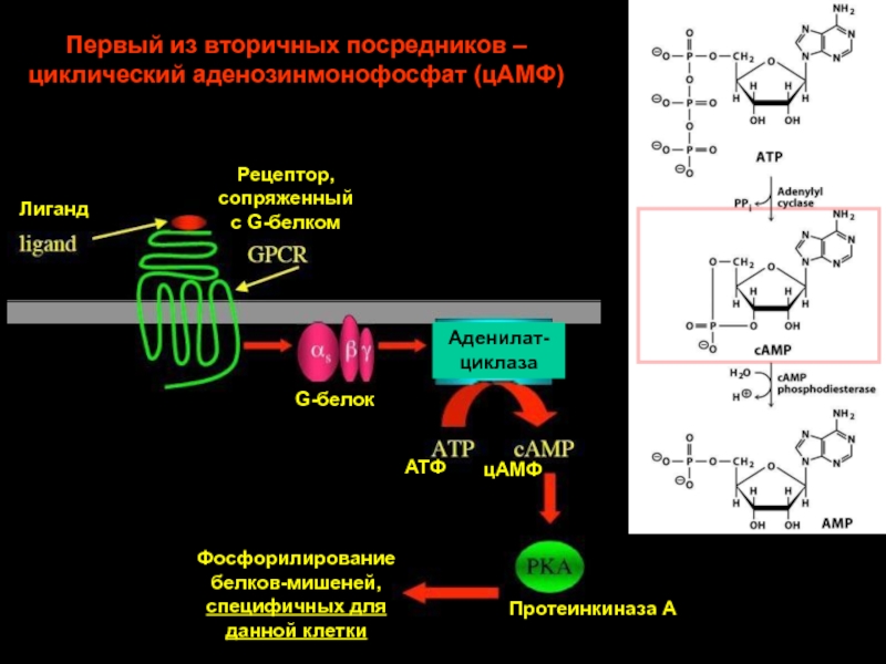 Кальций атф. АТФ В ЦАМФ. Образование ЦАМФ из АТФ. 3 5 ЦАМФ. Циклический 3 5 аденозинмонофосфат.