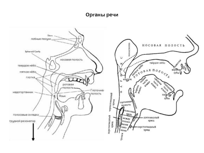 Органы речи картинка для детей