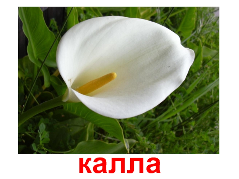 Калла 15. Калл слова.