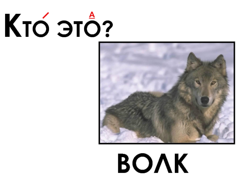 Составить слово волка. Волк для азбуки. Слова волка. Буква в волк. Волк на англ.