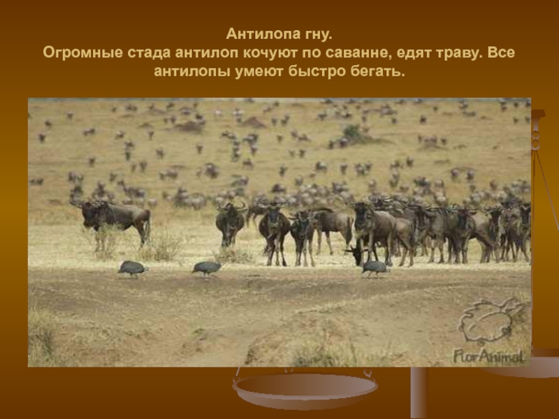 Значение гну. Антилопа гну. Антилопа гну картинки с описанием. Антилопа гну в саванне. Стадо антилоп гну.