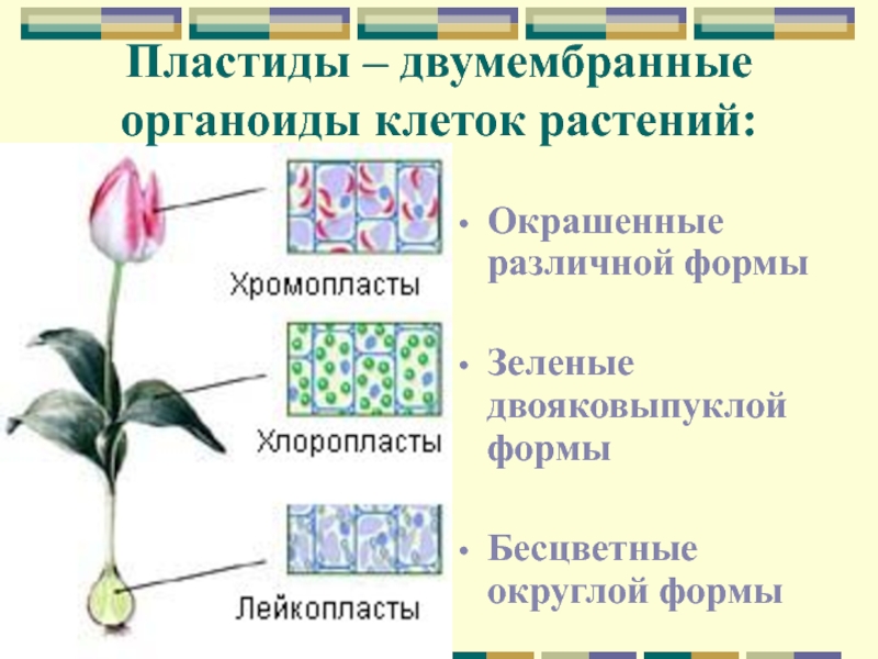 Хлоропласт двумембранный. Пластиды двумембранные. Двумембранные органоиды растительной клетки. Лейкопласты растений двумембранные. Пластиды окрашенные в зеленый цвет это.