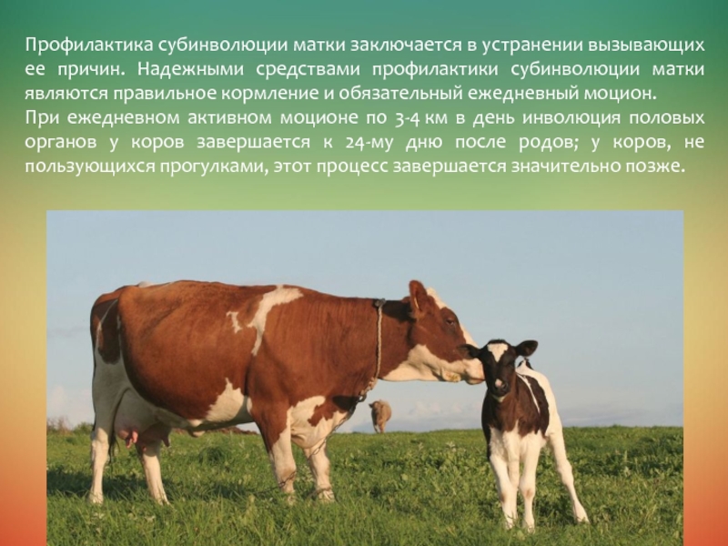 Хроническая субинволюция матки у коров
