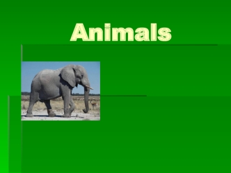 Animals. Let’s do some puzzles and riddles