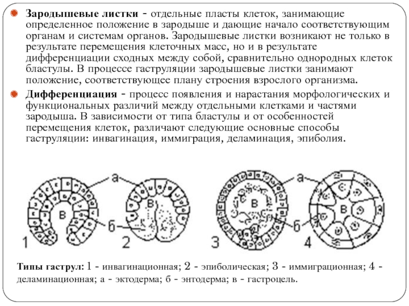 Зародышевые листки схема