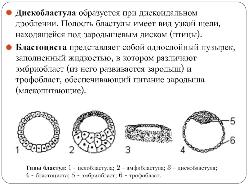 Процесс превращения однослойного зародыша. Целобластула бластоциста амфибластула. Амфибластула эмбриогенез. Типы бластул целобластула. Тип бластулы у млекопитающих.