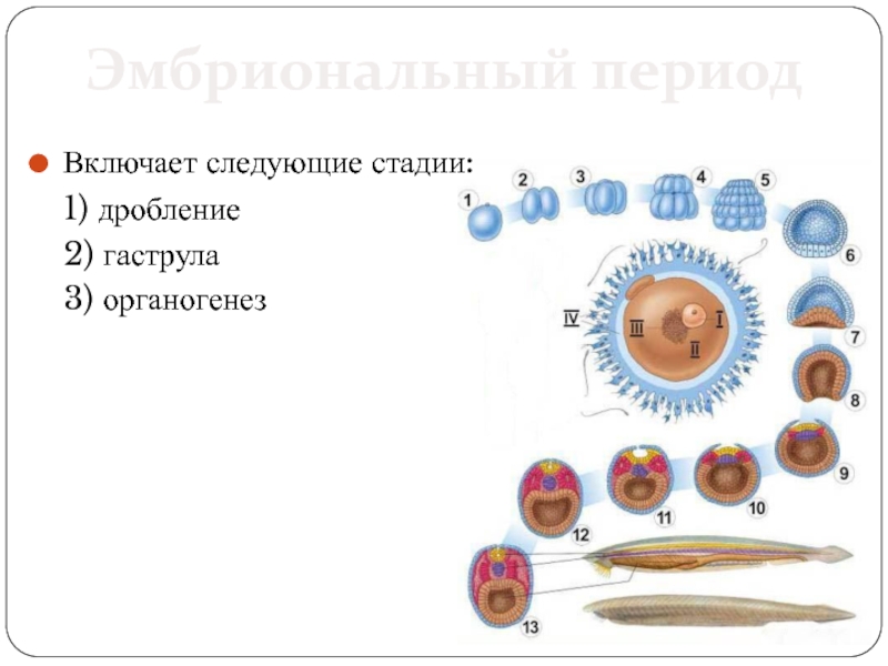 Этапами онтогенеза животных. Эмбриональный период онтогенеза. Этапы онтогенеза животных. Схема онтогенеза человека. Эмбриональное развитие таблица.