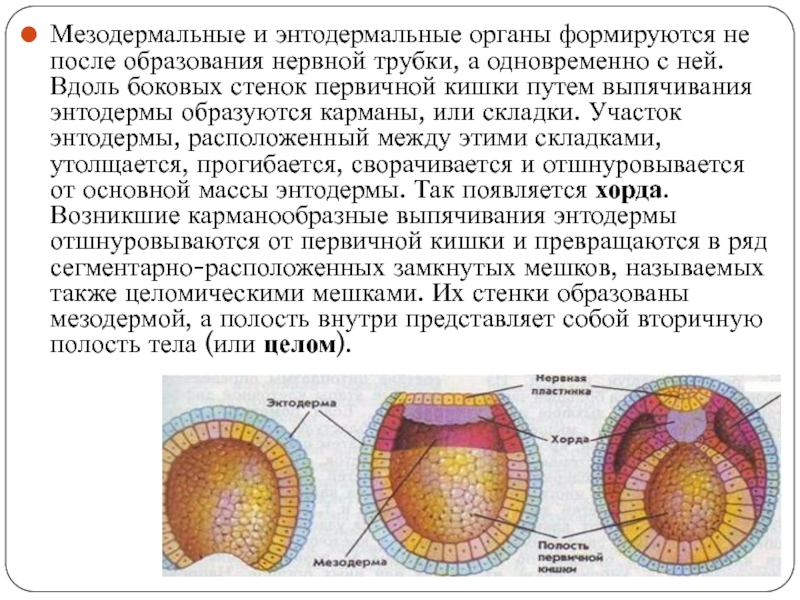 1 полость тела. Вторичная полость тела онтогенез. Первичная и вторичная полость тела в онтогенезе. Полость тела позвоночных. Первичная полость тела онтогенез.