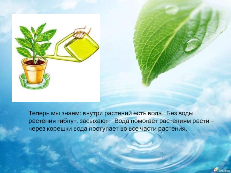 Растения обеспечивают жизнь другим потому что. Растения без воды. Растение с водой внутри. Зачем растениям вода. Как помочь растениям.