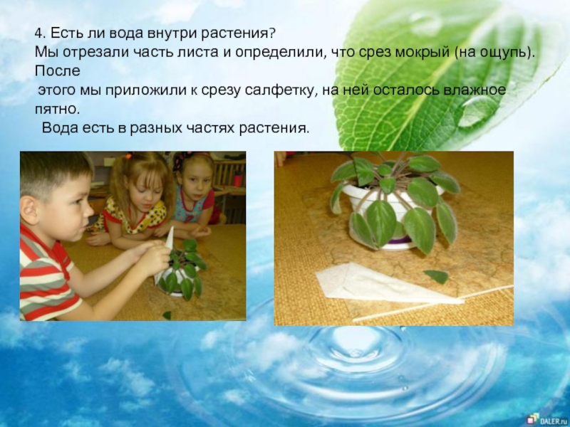 Теплая небесная вода для растений тоже. Опыт растения пьют воду. Эксперименты с водой и растениями. Эксперименты для детей водные растения. Растение с водой внутри.