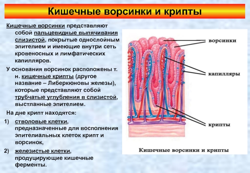 Функция ворсинок тонкого кишечника. Микроворсинки кишечника тонкого кишечника. Строение ворсинки тонкого кишечника. Ворсинки кишечника строение и функции. Строение и функции кишечных ворсинок.