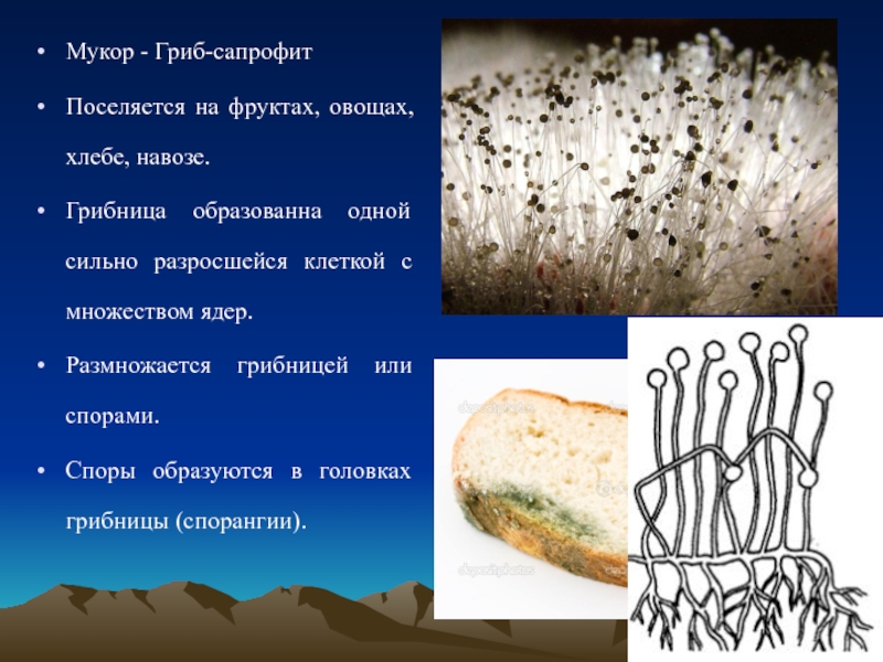 Плесневые грибы на хлебе