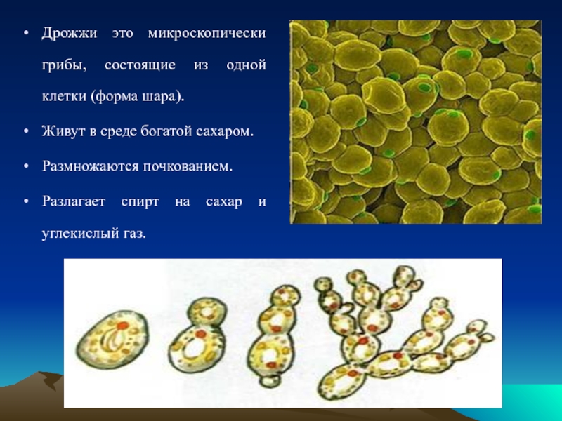 Питание клетки гриба