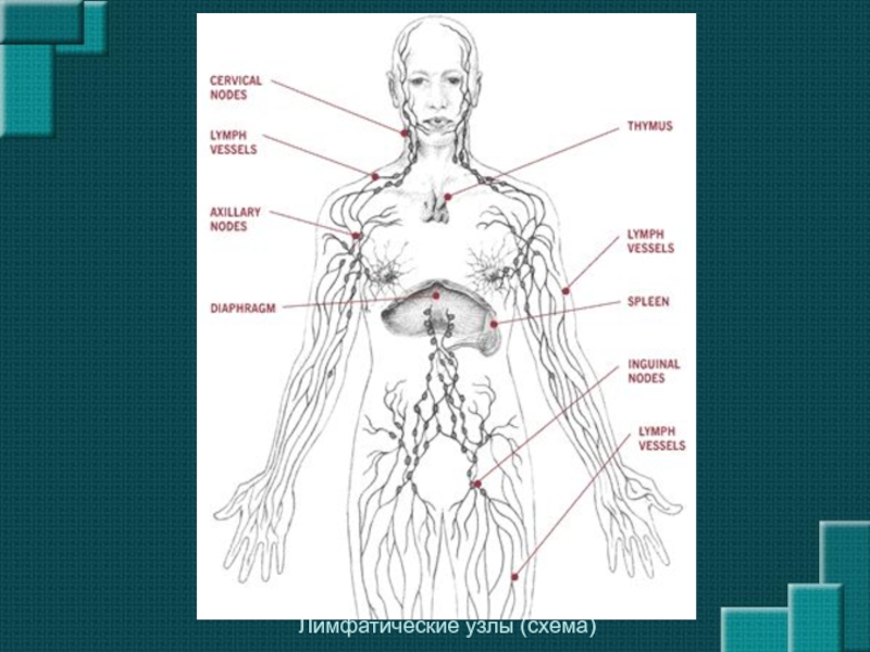 Лимфоузлы на теле женщины расположение схема