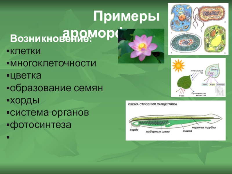 Эволюция цветка покрытосеменных. Ароморфоз примеры. Примеры ароморфоза у растений. Примеры ароморфоза в биологии. Появление многоклеточности ароморфоз.