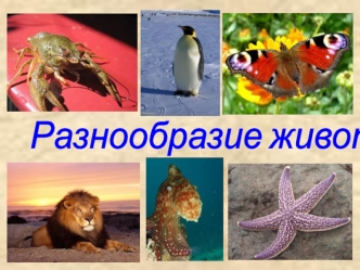 Разнообразие животных