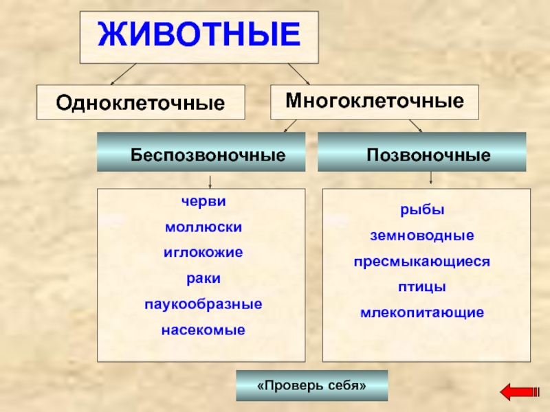 Разнообразие животных 9 класс. Многоклеточныеные животные. Многоклеточные животные. Мношоклетчатые животные. Одноклеточные и многоклеточные животные.