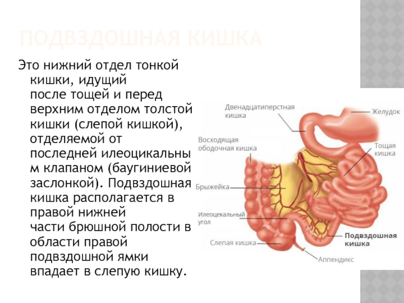 Баугиниевая заслонка кишечника где находится