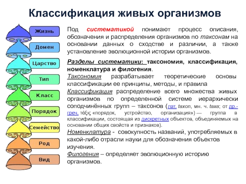 Реферат: Классификация и филогения