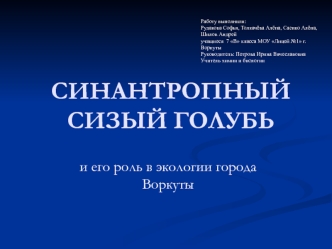 Синантропный сизый голубь в городе