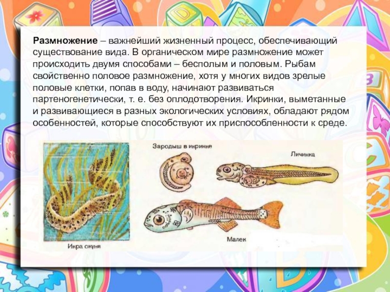 Размножение и развитие рыб 3 класс. Особенности развития рыб. Процесс развития рыбы. Развитие рыб окружающий мир. Развитие рыбы 3 класс окружающий мир.