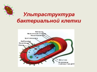 Ультраструктура бактериальной клетки