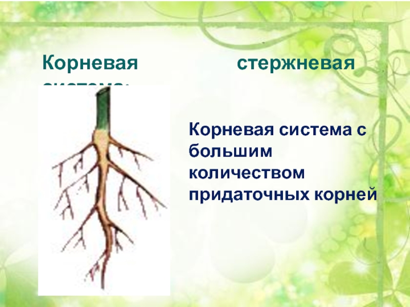 Стержневой корень. Стержневая корневая система. Строение корня пасленовых. В корневой системе отсутствуют придаточные корни