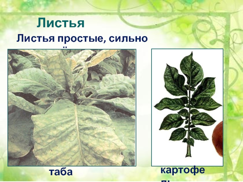 Часто имеют сильно рассеченные и линейные листья. Сильно рассеченные листья. Сильнорассеченные листья. Паслёновые простой лист. Листья у табака биология.