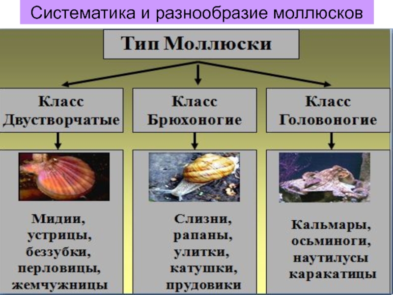 Питание моллюсков. Многообразие моллюсков таблица. Многообразие моллюсков 7 класс. Конспект по биологии Тип моллюски. Многообразие моллюсков таблица 7 класс.