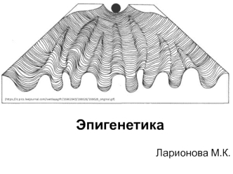 Эпигенетика. Наблюдения эпигенетических эффектов