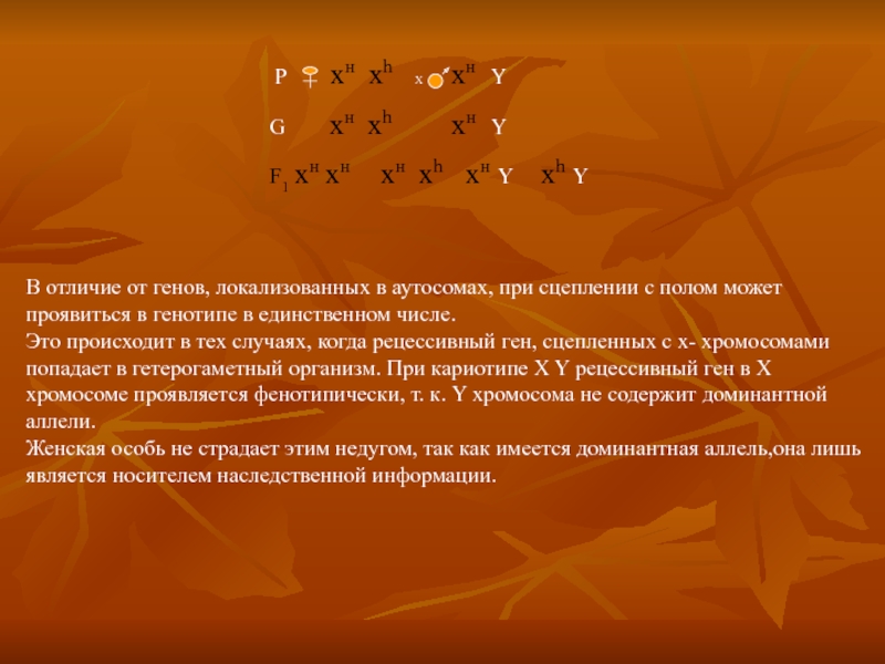 Ген сцеплен с аутосомой. Ген локализованный в аутосоме.