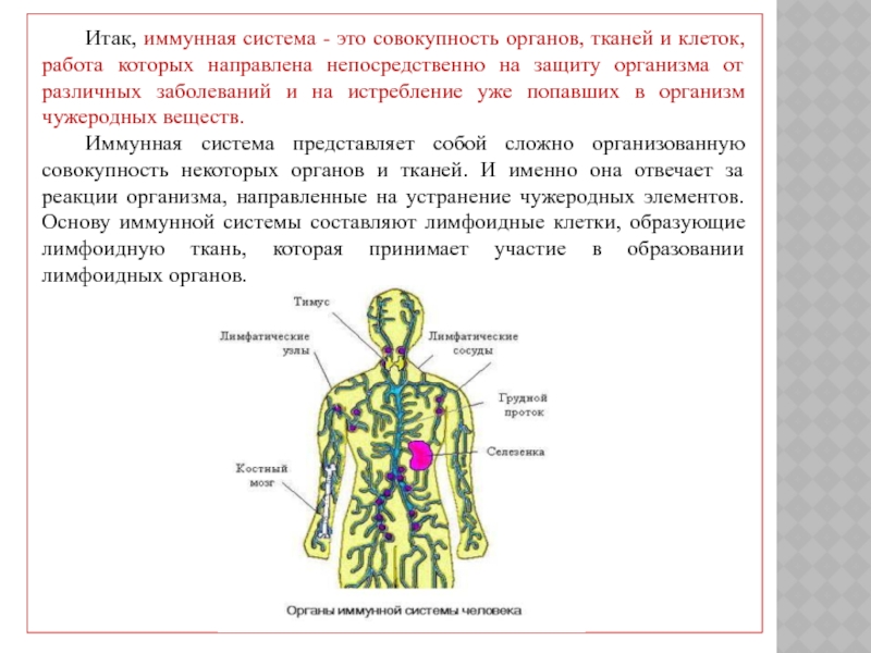 Реферат На Тему Иммунная Система Человека