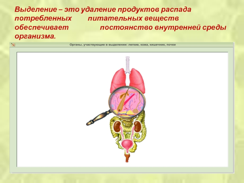 Дыхательная система презентация пименов