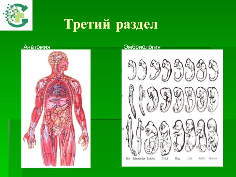 Разделы анатомии. Анатомия раздел биологии. К разделам анатомии относится. 2 Темы из раздела анатомия.