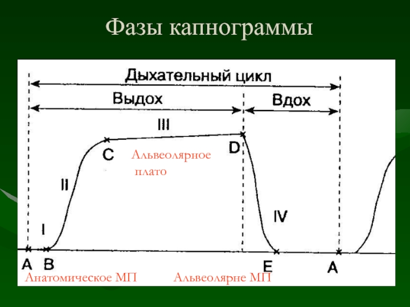 Дыхательных циклов в минуту