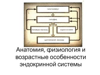 Анатомия, физиология и возрастные особенности эндокринной системы