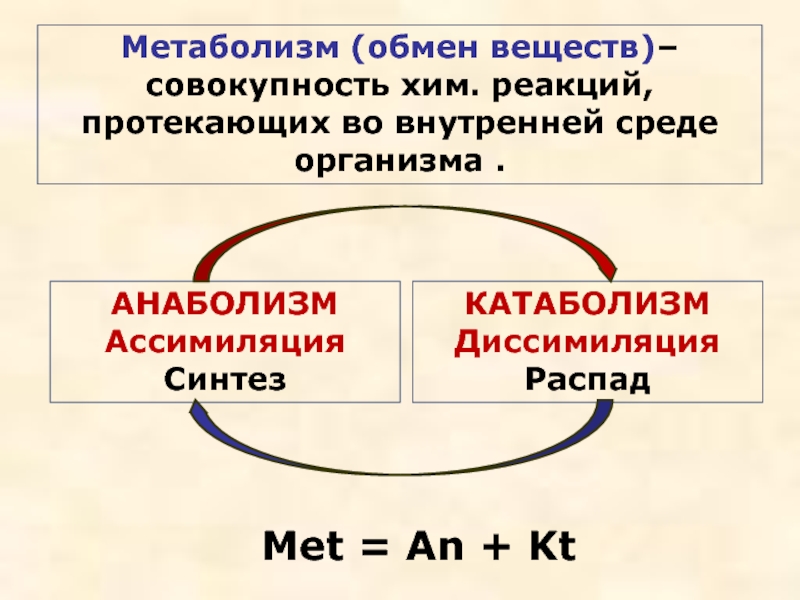 Обмен веществ метаболизм это совокупность