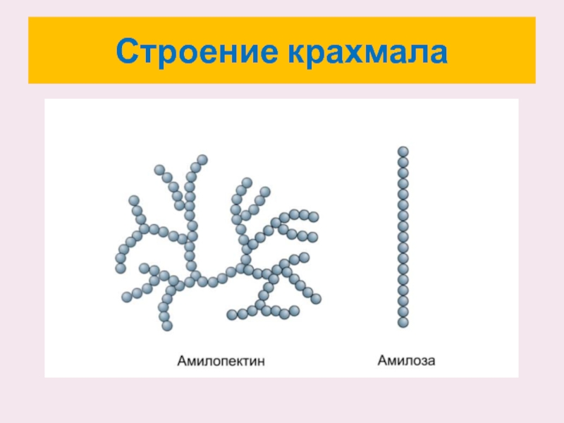 Строение крахмала. Строение крахмала биология. Структура крахмала. Крахмал полимер.