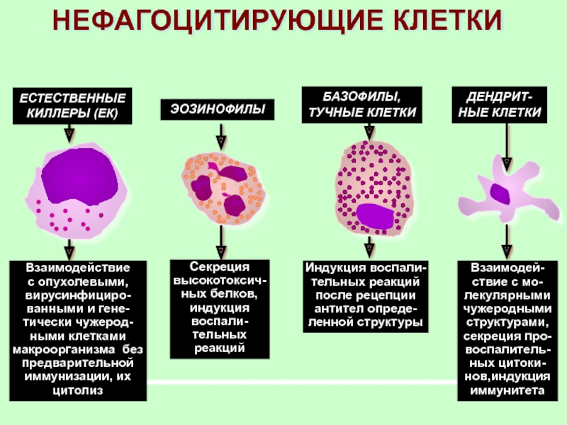 Реакция организма клетки на. Нейтрофилы строение, эозинофилы. Тучные клетки экспрессируют рецепторы:. Тучные клетки (тканевые базофилы). Базофилы и тучные клетки иммунология.
