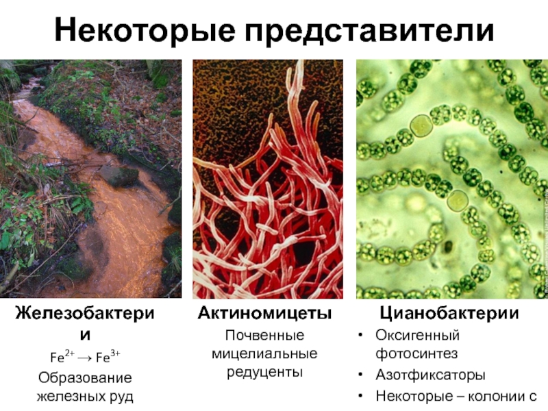 Цианобактерии относят к водорослям. Цианобактерии азотфиксаторы. Цианобактерии и актиномицеты. Ассоциативные азотфиксаторы.