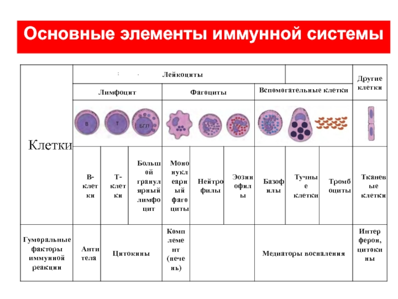 Основные клетки иммунной системы. Основные клетки иммунной системы и их функции.