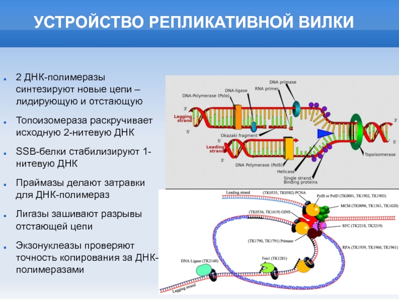 Рнк полимераза участвует. Репликация ДНК репликативная вилка. ДНК полимераза в репликации ДНК. Схема репликационной вилки ДНК. Фермент РНК полимераза.