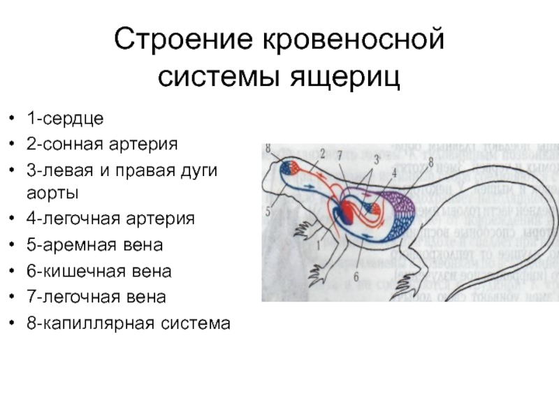 Схема кровеносной системы ящерицы