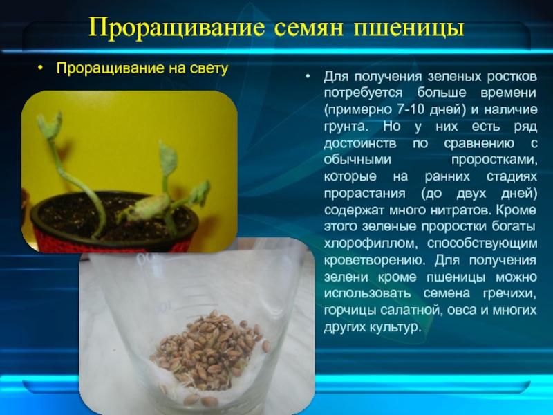 Экспериментатор измельчил семена гороха добавил слюну. Опыт по проращиванию семян. Эксперимент с прорастанием семян. Условия влияющие на прорастание семян. Прорастание семян пшеницы.