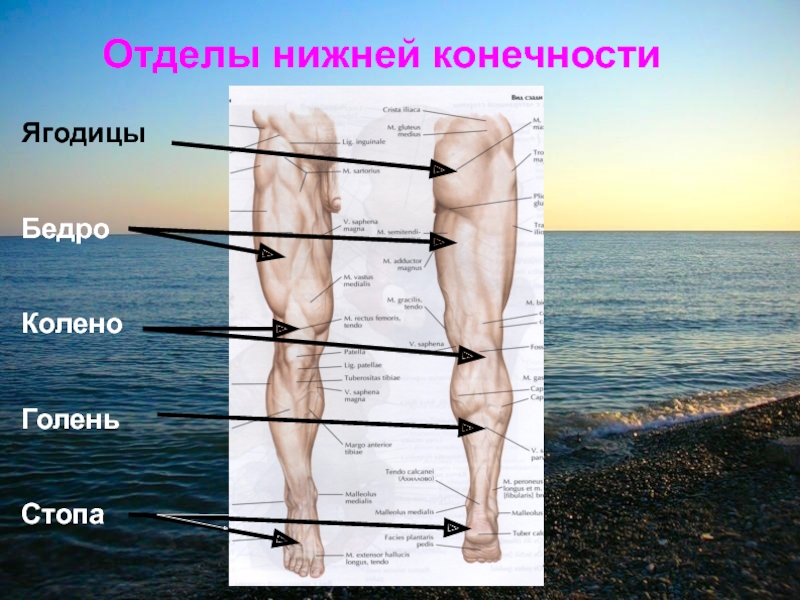 Бедро часть тела человека. Нога человека строение бедро голень. Строение человека бедро голень. Отделы нижней конечности. Отдели Нижний конечности.